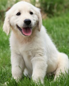 Why Teaching Your Golden To Sit Is Important