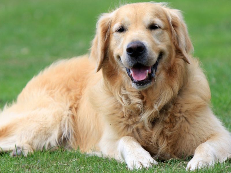Why You Should Feed Your Golden Retriever A High-Quality Food