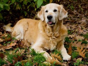 Why You Should Never Shave Your Golden Retriever