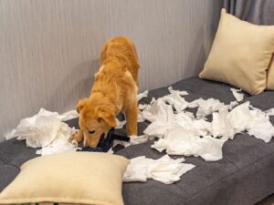 Your Puppy Will Destroy Things