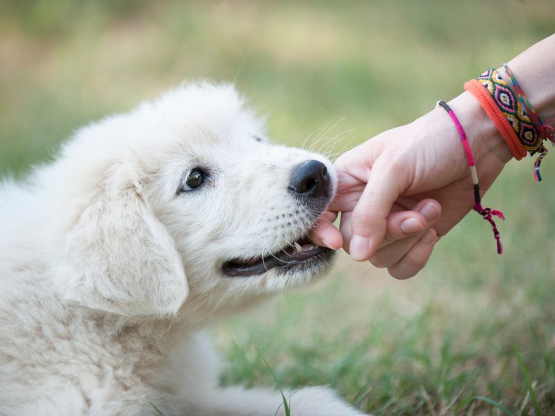 Your Puppy's Favorite Activity is Biting Your Fingers