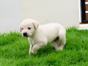 1 Syllable Boy Dog Names