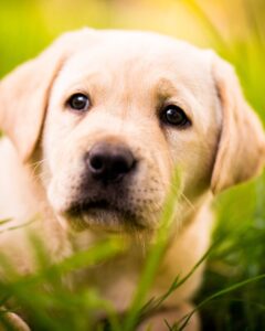 1 Syllable Girl Dog Names