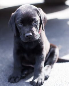 12 Week Old Puppy Behavior