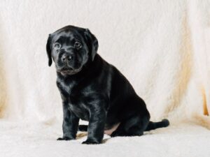 12 Week Old Puppy Socialization