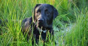 3 Reasons Your Labrador Is Disobedient