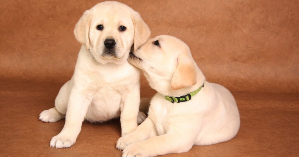8 Steps To Buying a Healthy Labrador Puppy