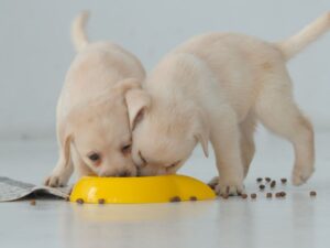 8 Week Old Puppy Care