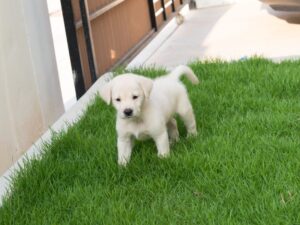 8 Week Old Puppy – The Reality