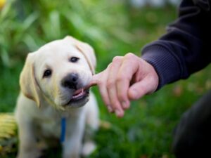 9 Week Old Puppy Biting