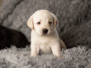 9 Week Old Puppy Training