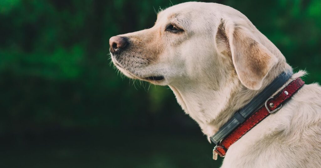 9 Wonderful Ways To Tire Out Your Labrador