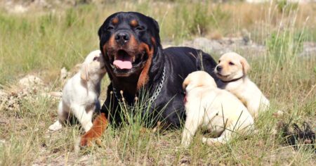 A Different Perspective_ Rottweiler vs Labrador