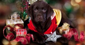 A Labrador Puppy for Christmas – Is a Christmas Puppy Right for You
