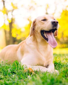 Are Antler Dog Chews Safe for Puppies