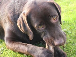 Are Antlers Safe for Dogs