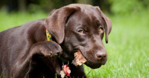 Are Antlers Safe for Dogs
