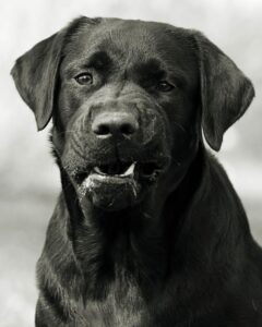 Are Black Labs Aggressive