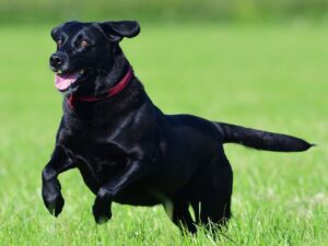 Are Black Labs Smart