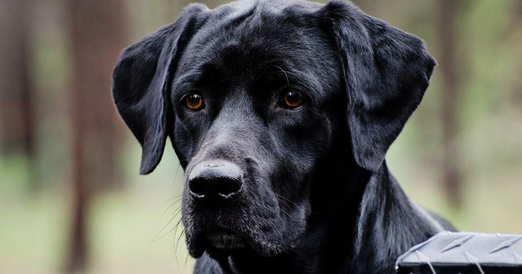 Are Black Labs Smart