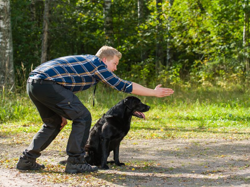 Are Black Labs Smarter and Easier to Train Than Other Labrador Colors