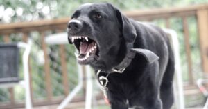 Are Labradors Aggressive or Are They Always Gentle Natured