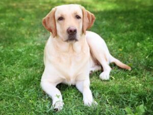 Are Labradors Calm Dogs