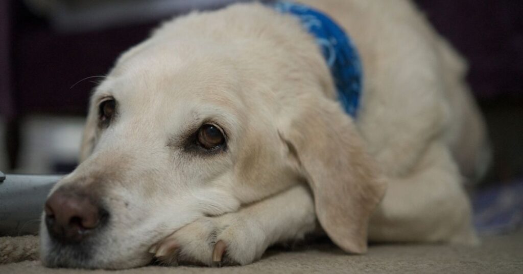 Are Labradors Calm Dogs To Have Around the House