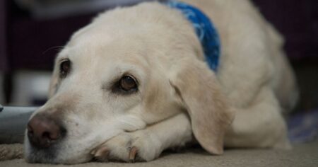 Are Labradors Calm Dogs To Have Around the House