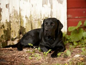 Are Labradors Intelligent