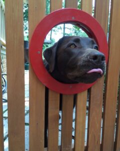 Are Labs Good Guard Dogs and Watch Dogs