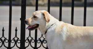 Are Labs Good Guard Dogs – Can Labradors Tell Friends From Intruders