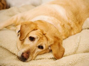 Arthritis in Dogs with Hip Dysplasia