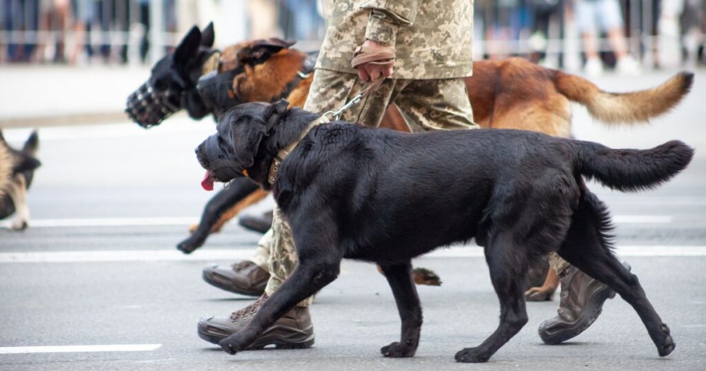 Badass Military Dog Names