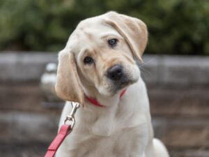 Benadryl Benefits for Dogs