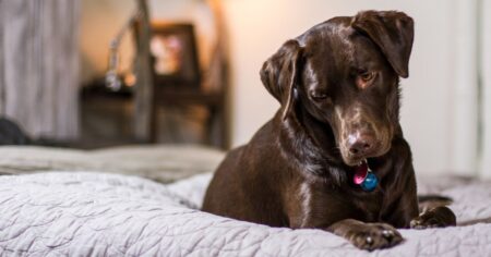 Benadryl for Dogs