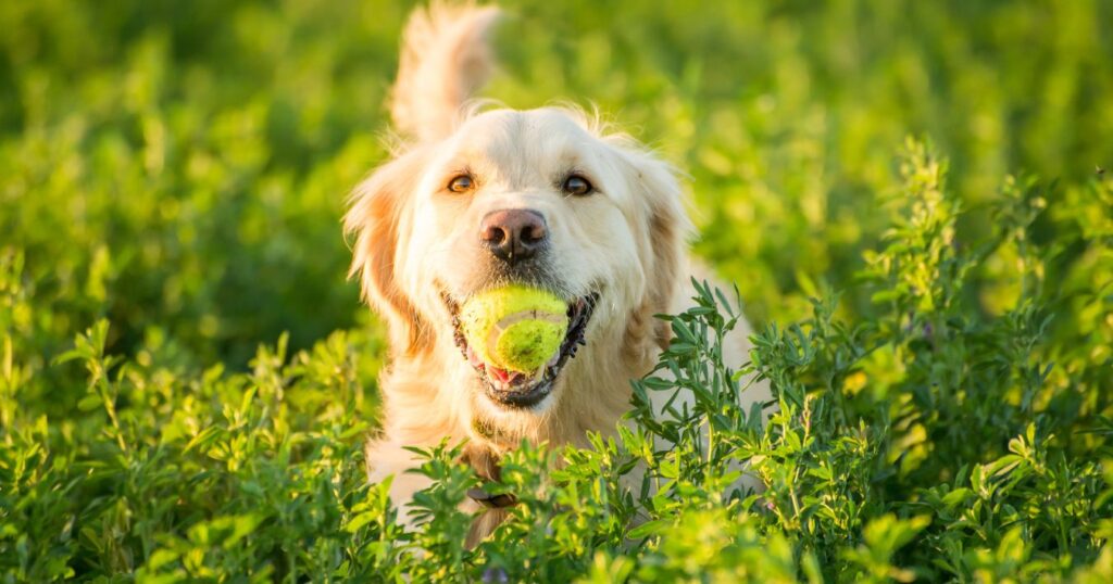 Best Puppy Chew Toys for Teething Puppies (And Which Ones To Avoid!)