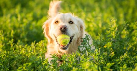 Best Puppy Chew Toys for Teething Puppies (And Which Ones To Avoid!)