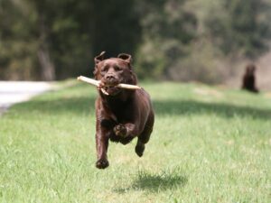 Can Antler Bones Save You Money