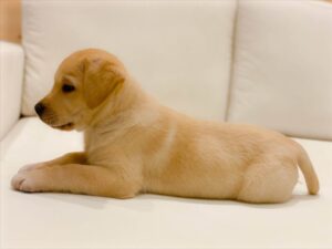 Can I Leave My 9 Week Old Puppy Alone