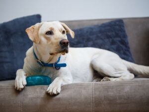 Can Labradors be Left Alone