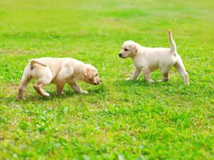 Can My 9 Week Old Puppy Be Around Other Dogs