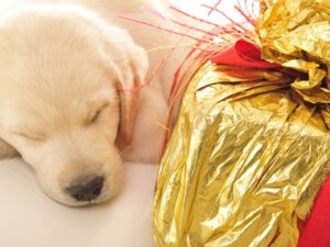 Christmas Is Stressful For Everyone