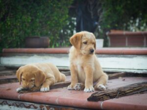 Contact Some Labrador Breeders