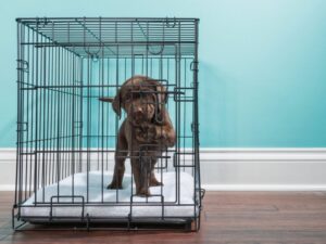 Crate Training A Puppy When You Work