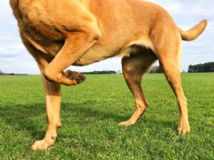 Diagnosing Arthritis In Dogs
