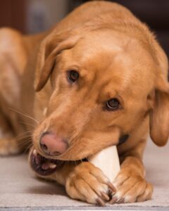 Do Dogs Like Antlers