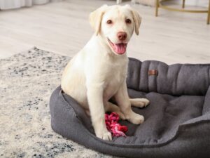 Does It Matter If A Puppy Wets His Bed
