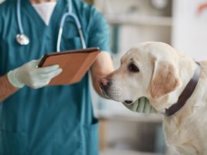 Dog Arthritis Treatment