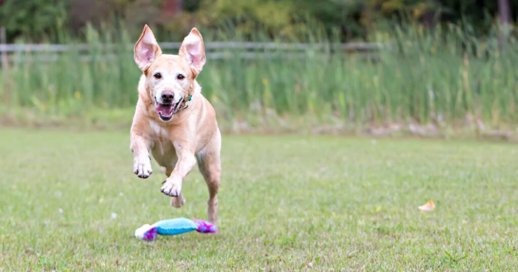 Dog Recall Training With the About Turn Walk